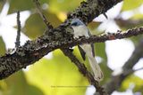 White tailed blue flycatcher - Elminia albicauda