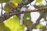 White tailed blue flycatcher - Elminia albicauda