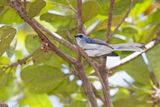 White tailed blue flycatcher - Elminia albicauda