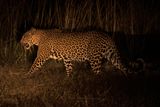 Leopard - Panthera pardus