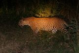 Leopard - Panthera pardus
