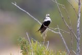 White-backed Swallow - Cheramoeca leucosterna