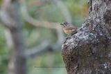 Miombo Rock-Thrush - Monticola angolensis