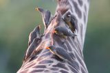 Yellow-billed Oxpecker - Buphagus africanus