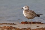 Pacific Gull - Larus pacificus