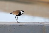 Spur-winged lapwing - Vanellus spinosus