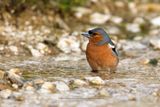 Chaffinch - Fringilla coelebs