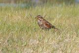 Redwing - Turdus iliacus