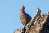 Swainsons francolin - Pternistis swainsonii