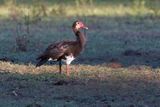 Spur-winged Goose - Plectropterus gambensis