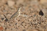 Tawny lark - Galerida deva