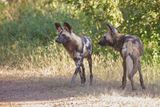 African Wild Dog - Lycaon pictus