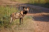 African Wild Dog - Lycaon pictus
