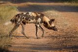 African Wild Dog - Lycaon pictus