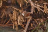 Yellow-eyed Babbler - Chrysomma sinense
