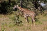 Rhodesian Giraffe - Giraffa camelopardalis thornicrofti