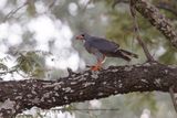Lizard buzzard - Kaupifalco monogrammicus
