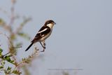 Woodchat shrike - Lanius senator