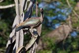 Hadada ibis - Bostrychia hagedash