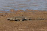 Monitor lizard - Varanus niloticus