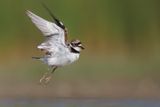 Ringed plover - Charadrius dubius
