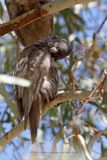 Little Corella - Cacatua sanguinea
