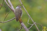 Cardinal woodpecker - Chloropicus fuscescens