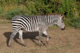 Plain Zebra - Equus quagga