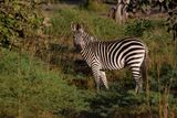 Plain Zebra - Equus quagga