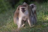 Vervet Monkey - Cercopithecus aethiops