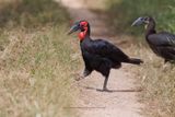 Southern Ground-hornbill - Bucorvus leadbeateri
