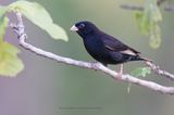 Purple Indigobird - Vidua purpurascens