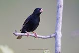 Purple Indigobird - Vidua purpurascens