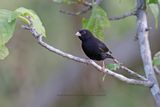 Purple Indigobird - Vidua purpurascens