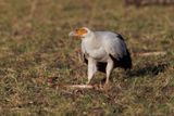 Palm-nut Vulture - Gypohierax angolensis