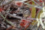 White-browed Scrubwren - Sericornis frontalis