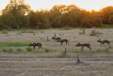 African Wild Dog - Lycaon pictus