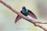 Tourmaline Sunangel - Heliangelus exortis