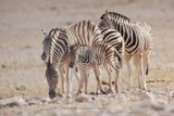 Plain Zebra - Equus quagga