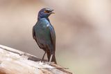Cape glossy starling - Lamprotornis nitens