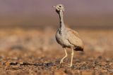Rueppells bustard - Eupodotis rueppelli