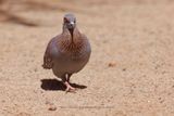 Speckled Pigeon- Columba guinea