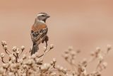 Cape Sparrow - Passer melanurus