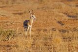 Kalahari Springbok - Antidorcas hofmeyri