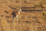 Kalahari Springbok - Antidorcas hofmeyri