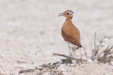 Burchells Courser - Cursorius rufus