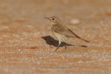 Familiar Chat - Cercomela familiaris