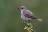 Familiar Chat - Cercomela familiaris