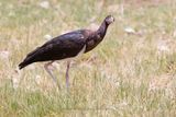 Abdims Stork - Ciconia abdimii