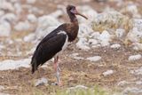 Abdims Stork - Ciconia abdimii